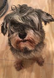 Lost Male Dog last seen Arbor view, Floresville, TX 78114