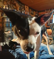 Lost Female Dog last seen Lancer Rd and Akins Dr ShadyHills Florida, Spring Hill, FL 34610