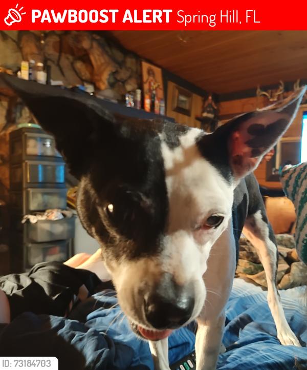 Lost Female Dog last seen Lancer Rd and Akins Dr ShadyHills Florida, Spring Hill, FL 34610