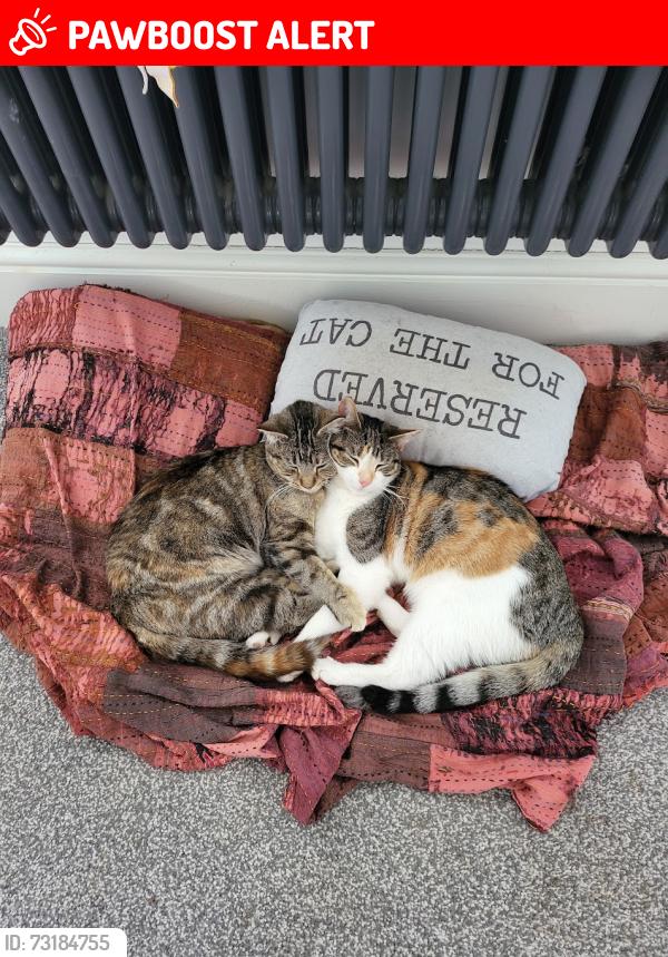 Lost Female Cat last seen Inside someone elses house at 1 Bracken Close, Leasingham, England NG34 8LX