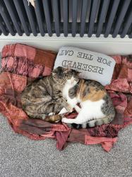 Lost Female Cat last seen Inside someone elses house at 1 Bracken Close, Leasingham, England NG34 8LX