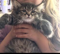 Reunited Female Cat last seen Arverne, Mays Chapel, MD 21093