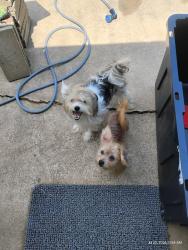 Found/Stray Unknown Dog last seen Between E 31st ST and 41st ST on S 257 E Ave, North East BA, Broken Arrow, OK 74014