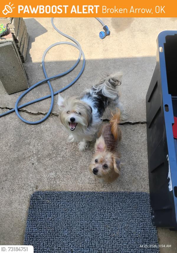 Found/Stray Unknown Dog last seen Between E 31st ST and 41st ST on S 257 E Ave, North East BA, Broken Arrow, OK 74014