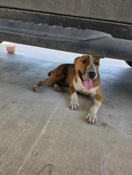 Found/Stray Female Dog last seen Near and cr 4027, Kemp, TX 75143
