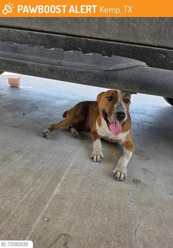 Found/Stray Female Dog last seen Near and cr 4027, Kemp, TX 75143