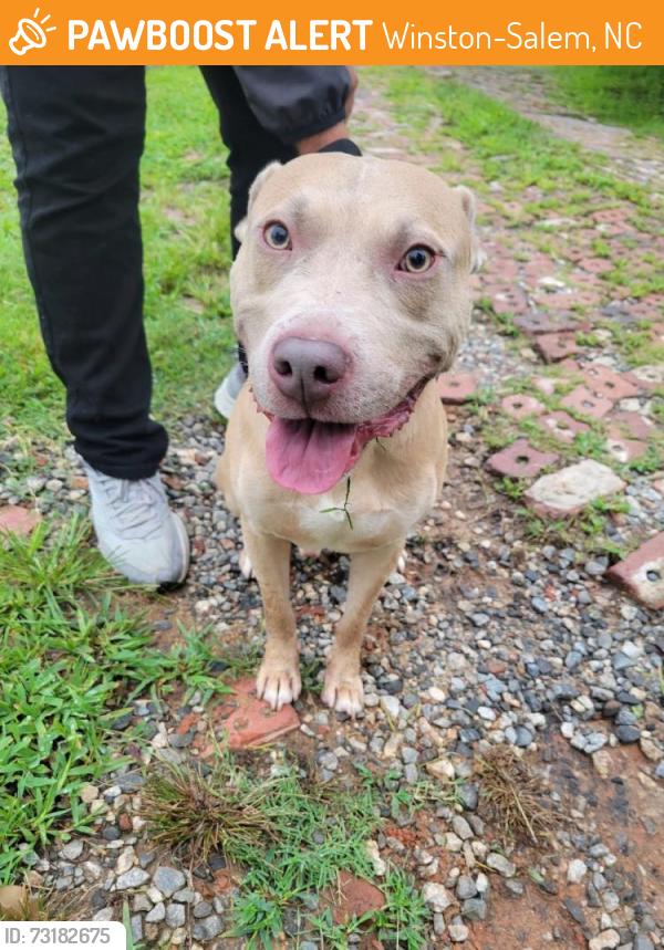 Found/Stray Male Dog last seen Near Elizabeth Ave SW and Corona St., Winston-Salem, NC 27106