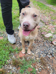 Found/Stray Male Dog last seen Near Elizabeth Ave SW and Corona St., Winston-Salem, NC 27106