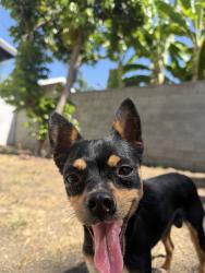 Reunited Male Dog last seen Near Rose Ave, Long Beach, CA 90805, USA, Long Beach, CA 90805