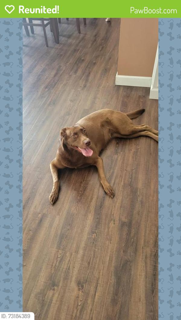 Reunited Female Dog last seen Ashford court St. Peter’s mo, St. Peters, MO 63376