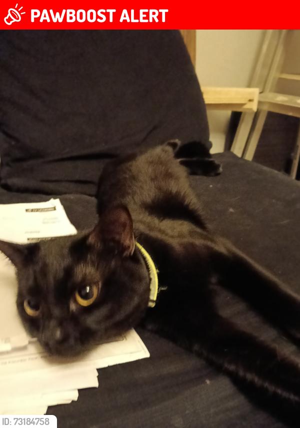 Lost Male Cat last seen Nixone avenue, ramsgate, Kent, England CT12 6BH
