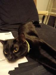 Lost Male Cat last seen Nixone avenue, ramsgate, Kent, England CT12 6BH