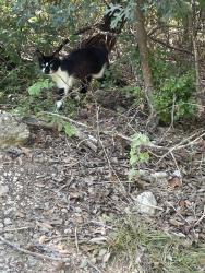 Found/Stray Unknown Cat last seen Cross Timbers golf course - around start of hole 3, Azle, TX 76020