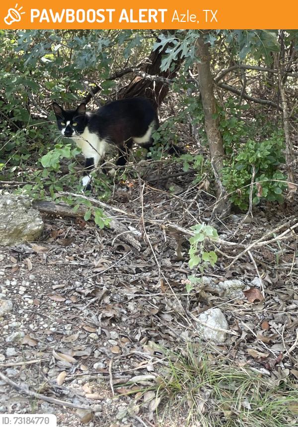 Found/Stray Unknown Cat last seen Cross Timbers golf course - around start of hole 3, Azle, TX 76020
