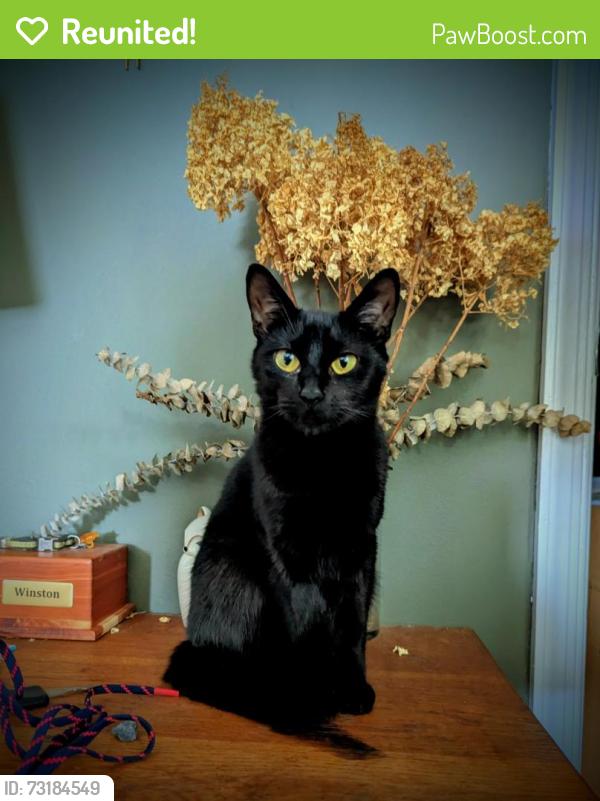Reunited Female Cat last seen Keaneland Dr., Richmond, VA 23225