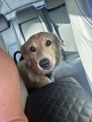 Found/Stray Male Dog last seen Artz rd near mt hope, Rowan County, NC 28146