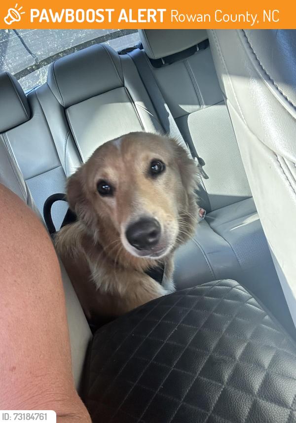 Found/Stray Male Dog last seen Artz rd near mt hope, Rowan County, NC 28146