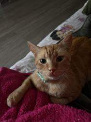 Reunited Male Cat last seen Sutton Place apmts, Dallas, TX 75287