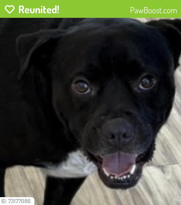 Reunited Male Dog last seen Richardson, TX, USA, Richardson, TX 75083