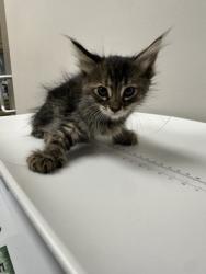 Shelter Stray Female Cat last seen IONA WAY at ELSIE AVE, Sacramento County, CA, 6201 Florin Perkins Rd, Sacramento, CA 95828, USA
