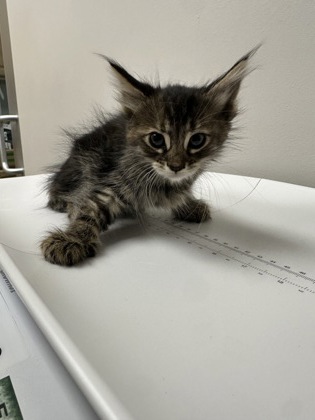 Shelter Stray Female Cat last seen IONA WAY at ELSIE AVE, Sacramento County, CA, 6201 Florin Perkins Rd, Sacramento, CA 95828, USA