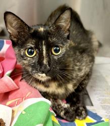 Shelter Stray Female Cat last seen Near Peachtree Industrial Blvd Atlanta, GA 30360, 30360, GA, 3280 Chamblee Dunwoody Rd, Chamblee, GA 30341, USA