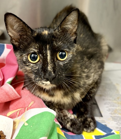 Shelter Stray Female Cat last seen Near Peachtree Industrial Blvd Atlanta, GA 30360, 30360, GA, 3280 Chamblee Dunwoody Rd, Chamblee, GA 30341, USA