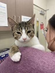Shelter Stray Male Cat last seen Monon Trl and E 111st St, Carmel City, IN, 10501 Hague Rd, Fishers, IN 46038, USA