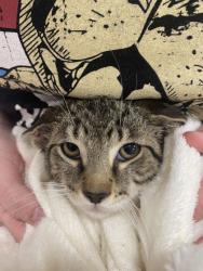 Shelter Stray Male Cat last seen Near Elm Ave, Sheridan City, IN, 10501 Hague Rd, Fishers, IN 46038, USA