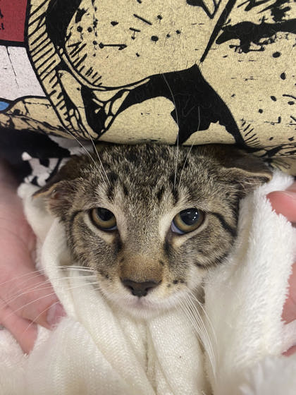 Shelter Stray Male Cat last seen Near Elm Ave, Sheridan City, IN, 10501 Hague Rd, Fishers, IN 46038, USA