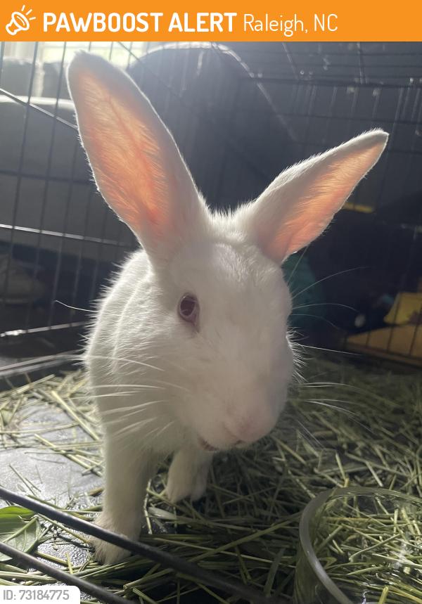 Found/Stray Unknown Rabbit last seen Duke Raleigh Cancer Center, Raleigh, NC 27609