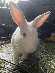 Found/Stray Unknown Rabbit last seen Duke Raleigh Cancer Center, Raleigh, NC 27609