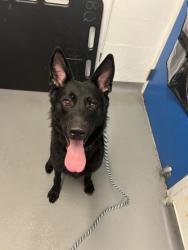 Shelter Stray Male Dog last seen Near 3rd Ave N, Seattle, WA, 2061 15th Ave W, Seattle, WA 98119, USA