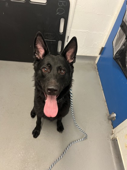 Shelter Stray Male Dog last seen Near 3rd Ave N, Seattle, WA, 2061 15th Ave W, Seattle, WA 98119, USA