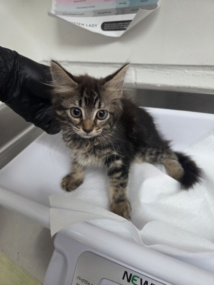 Shelter Stray Female Cat last seen Near Saint Elmo Dr., Oakland, CA, 1101 29th Ave, Oakland, CA 94601, USA