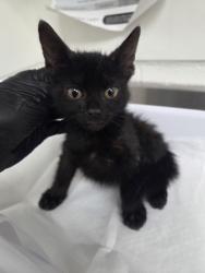 Shelter Stray Female Cat last seen Near Saint Elmo Dr., Oakland, CA, 1101 29th Ave, Oakland, CA 94601, USA