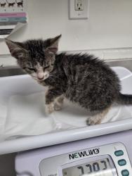 Shelter Stray Female Cat last seen Near Saint Elmo Dr., Oakland, CA, 1101 29th Ave, Oakland, CA 94601, USA