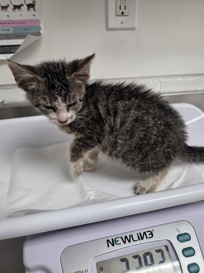 Shelter Stray Female Cat last seen Near Saint Elmo Dr., Oakland, CA, 1101 29th Ave, Oakland, CA 94601, USA