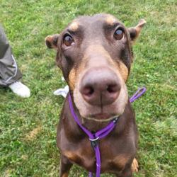 Shelter Stray Female Dog last seen Near County Highway MM, Fitchburg, City of, WI, 5132 Voges Rd, Madison, WI 53718, USA