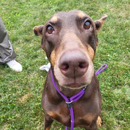 Shelter Stray Female Dog last seen Near County Highway MM, Fitchburg, City of, WI, 5132 Voges Rd, Madison, WI 53718, USA