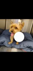 Reunited Unknown Dog last seen Pettis and Cannonsburg, Cannonsburg, MI 49341
