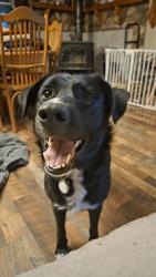 Reunited Male Dog last seen Rocky Lane/Hyder Mtn, Haywood County, NC 28721