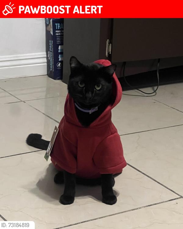 Lost Male Cat last seen Atina dr, Rowland Heights, CA 91748