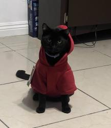 Lost Male Cat last seen Atina dr, Rowland Heights, CA 91748