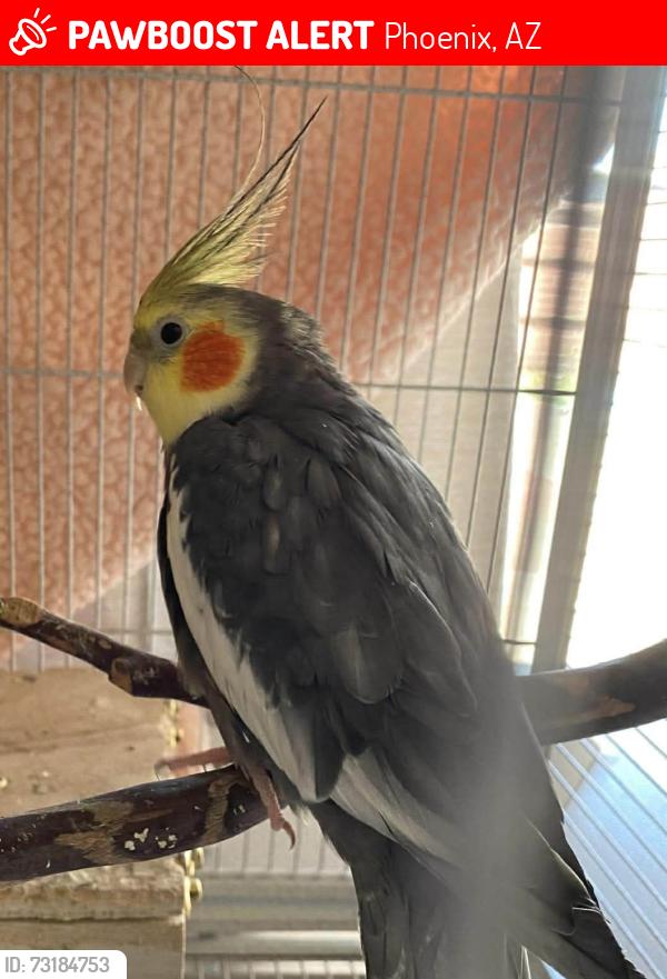 Lost Male Bird last seen 33rd Avenue and Maryland, Phoenix, AZ 85017