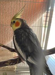 Lost Male Bird last seen 33rd Avenue and Maryland, Phoenix, AZ 85017