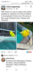 Found/Stray Unknown Bird last seen Yukon Ok., Yukon, OK 73099