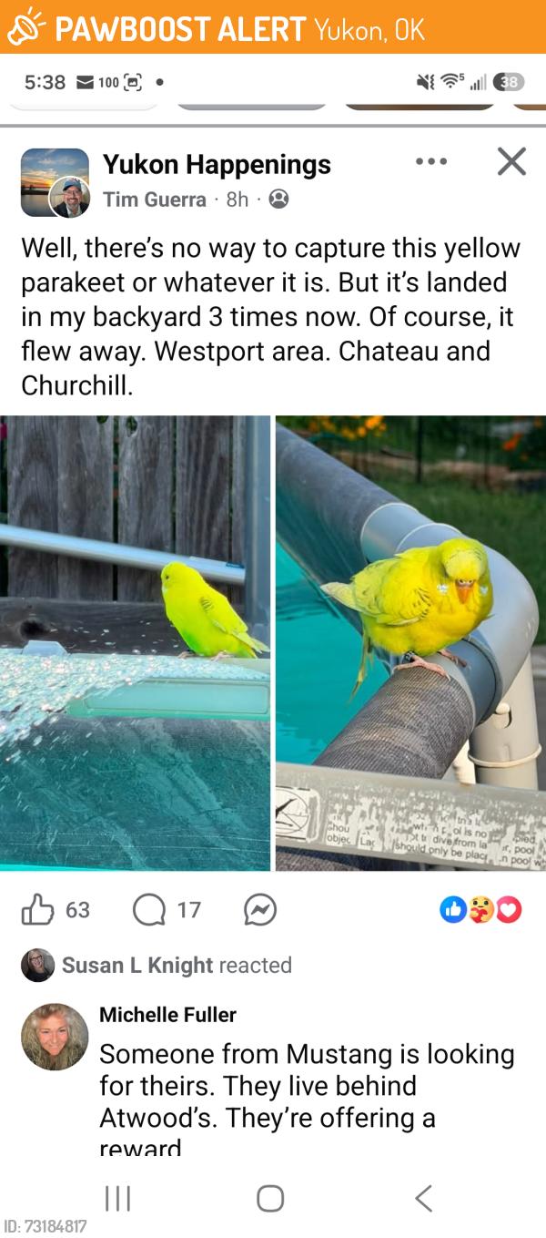 Found/Stray Unknown Bird last seen Yukon Ok., Yukon, OK 73099