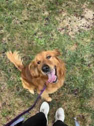 Reunited Male Dog last seen Mandolin Hills neighborhood, Maltby, WA 98296