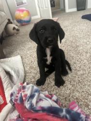 Lost Male Dog last seen Templeton Rd, Clover, SC 29710